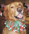 Gus